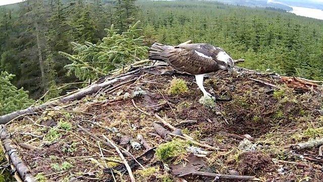 Osprey nest