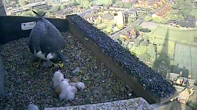 Female peregrine feeds her three chicks