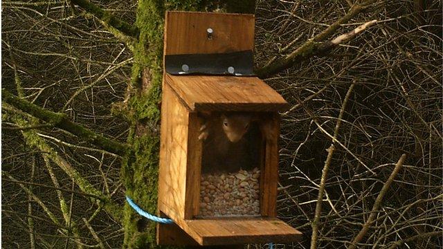 Red squirrel