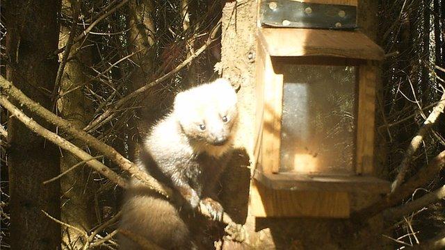 Pine Marten