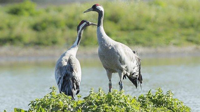 Cranes at Wildfowl and Wetlands Trust in Gloucestershire