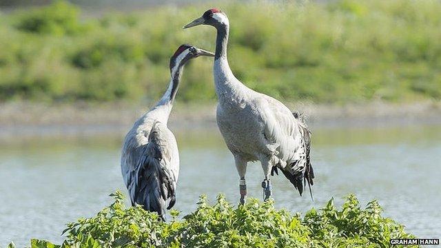 Cranes at Wildfowl and Wetlands Trust in Gloucestershire