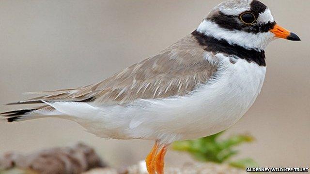 Ringed Plover