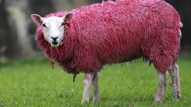 A sheep has its wool painted pink