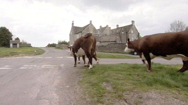 Cows on Minchinhampton Common