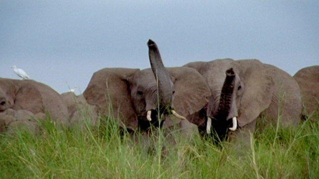 Elephants