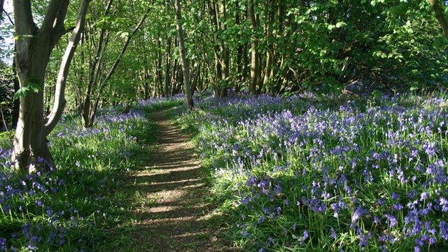 Bluebells in National Forest at Pear Tree Wood in Leicestershire