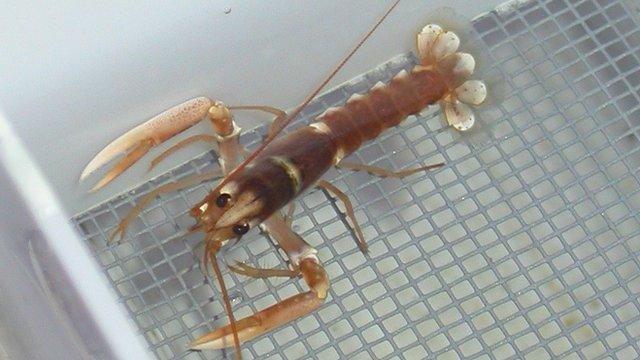 A juvenile lobster at the hatchery