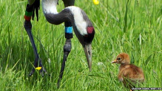 Crane chick and adult at Slimbridge