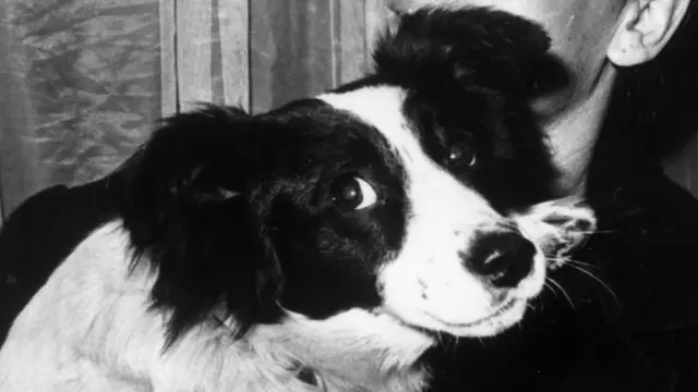 Pickles the dog, who found the 1966 World Cup trophy