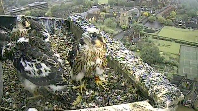 Norwich Cathedral peregrine falcon chicks