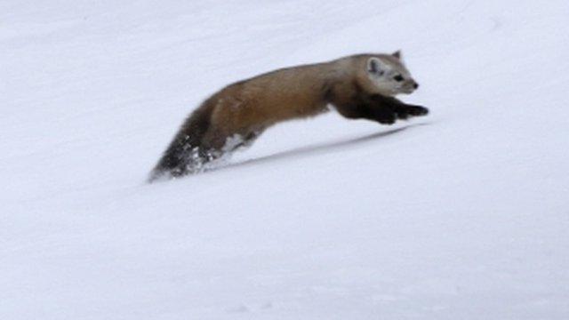 A pine marten