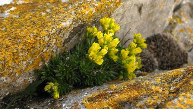 Yellow whitlowgrass