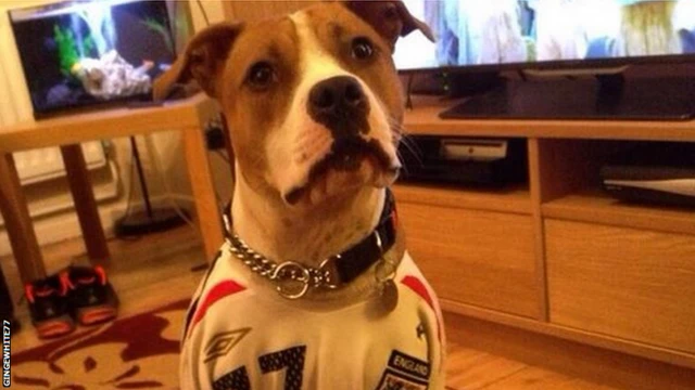 A dog in an England shirt