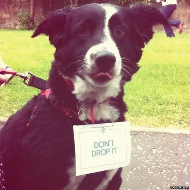 Border collie wearing a placard saying "Don't drop it"