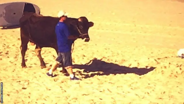 Mark Chapman's picture of a bull on the beach in Brazil