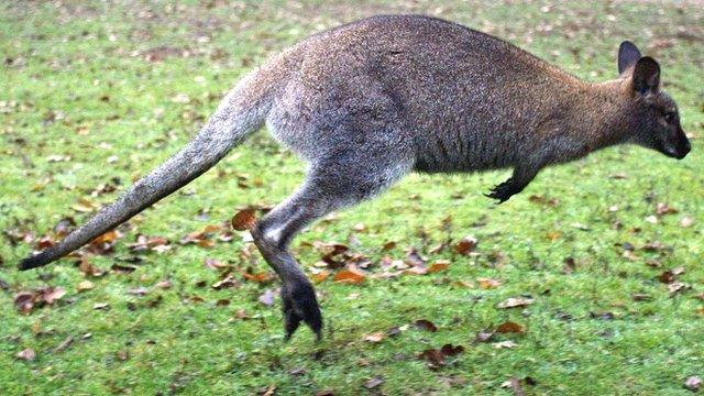 Generic image of a wallaby