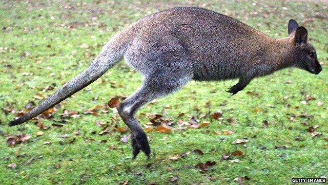 Generic image of a wallaby