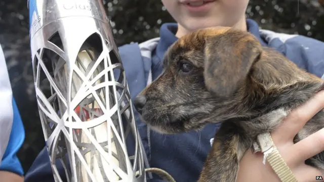 Baton puppy