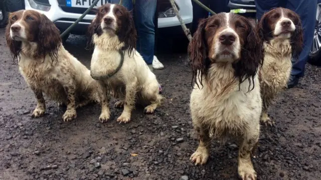 Scone Palace Dogs