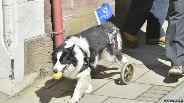 Roxy the collie