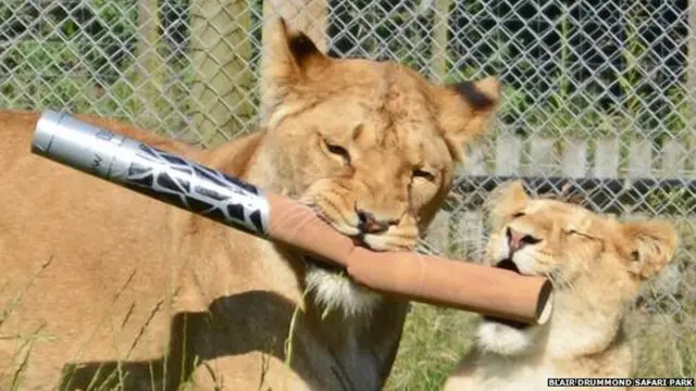 big cats with baton