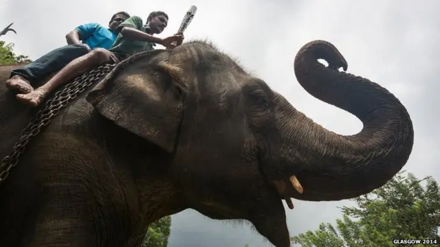 baton on elephant