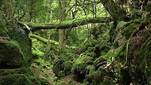 An area within Puzzlewood forest