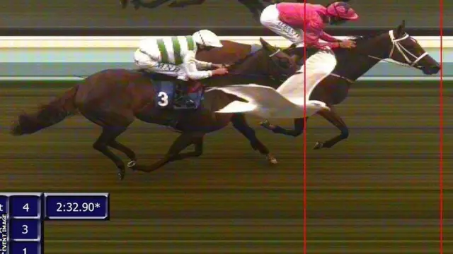 Seagull appears in photo finish at Brighton