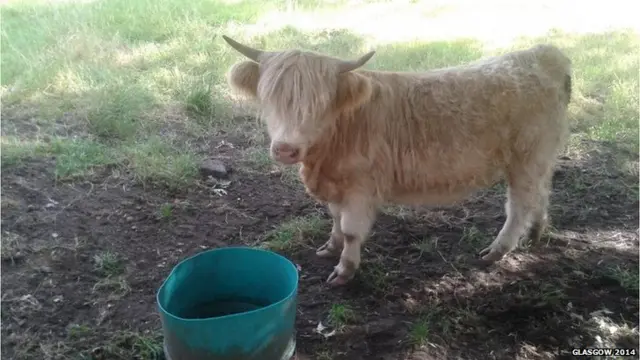 Highland cow