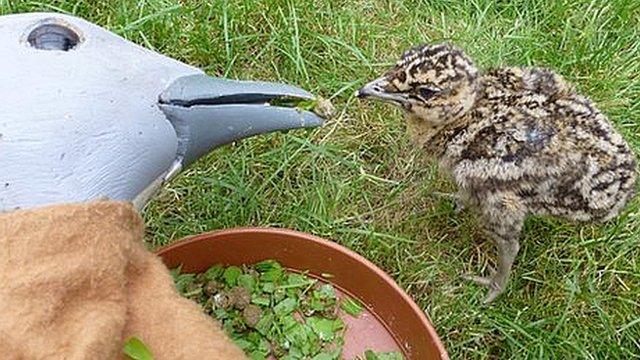 Great bustard chick and mother puppet