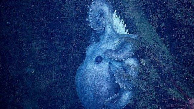Deep-sea octopus and her eggs