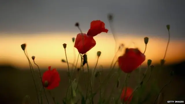 Wild poppies grow on the verge of a Flanders field near Tyne Cot Military Cemetery, as dawn breaks on the centenary of World War One