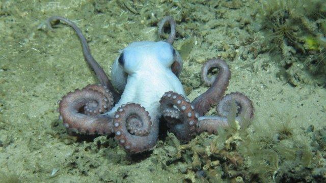 Octopus