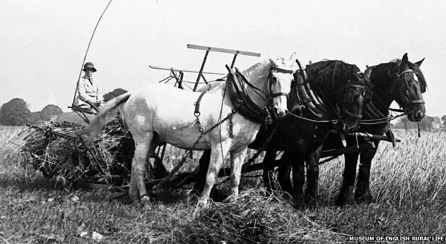 A horse drawn self-binder driven by a Land Girl