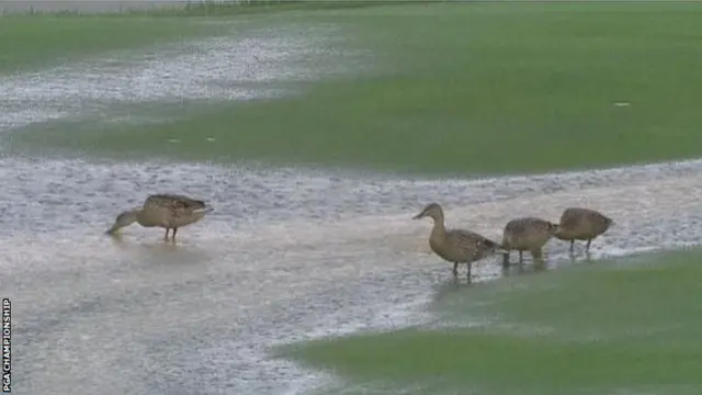 Ducks on the course at Valhalla