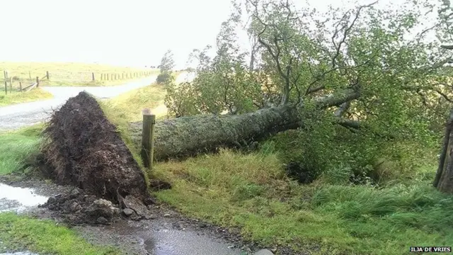 A tree felled near Kildrummy