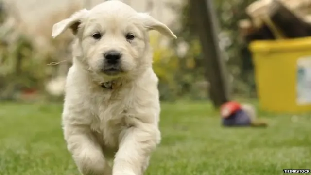 Golden retriever puppy