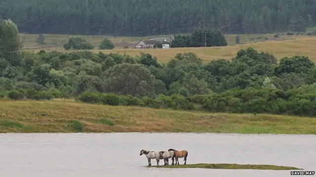 Four horses cut off from land, seen from the road between Carr Bridge to Grantown on Spey.