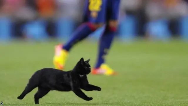 A cat runs on the pitch