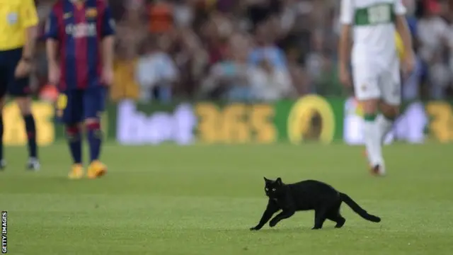 A black cat walks on the pitch