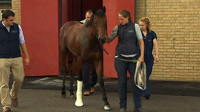 Newmarket Equine Hospital treats an injured racehorse