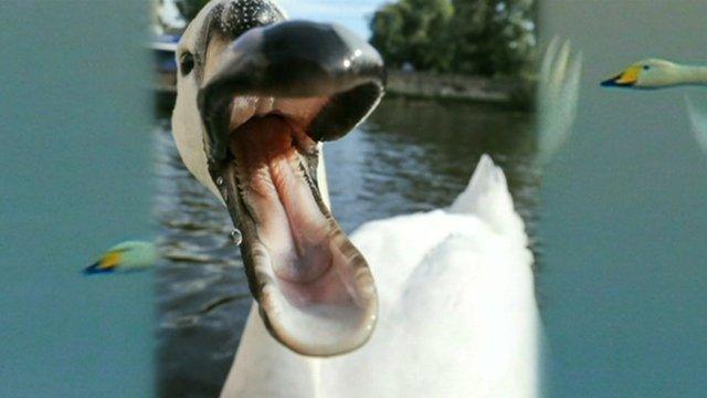 Naughty swan