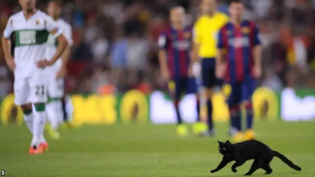 Cat on the pitch at the Barcelona v Elche game