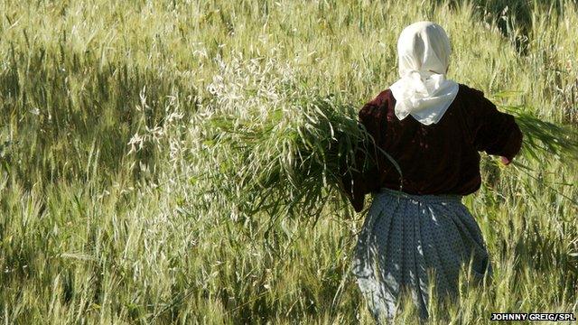 Woman collecting wheat