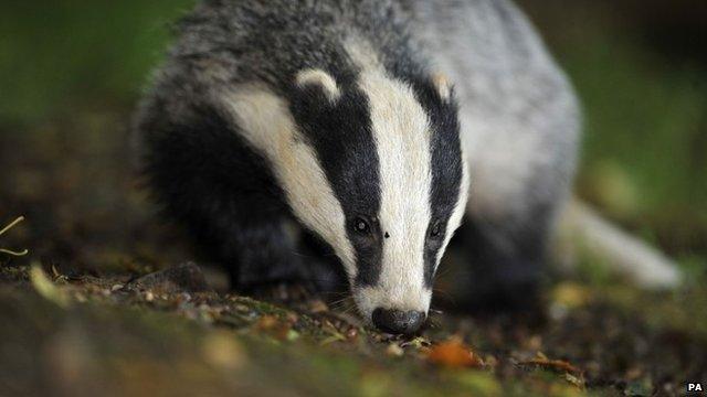 A badger