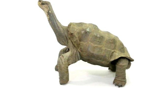 Lonesome George preserved