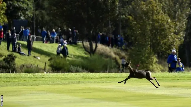 A deer runs across the 15th fairway