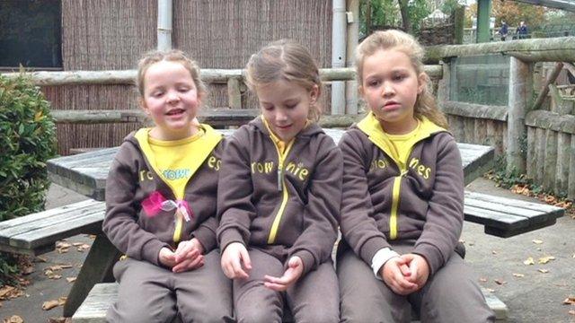 Brownies at Chester Zoo