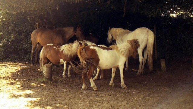 New Forest ponies